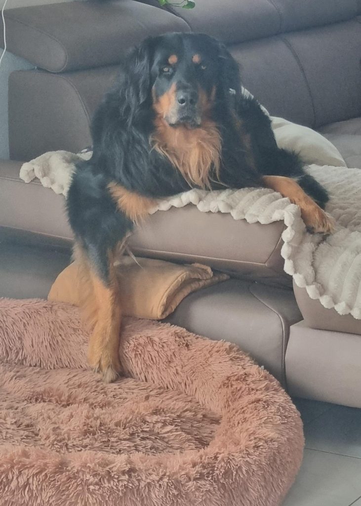 Hovawarthund auf Sofa