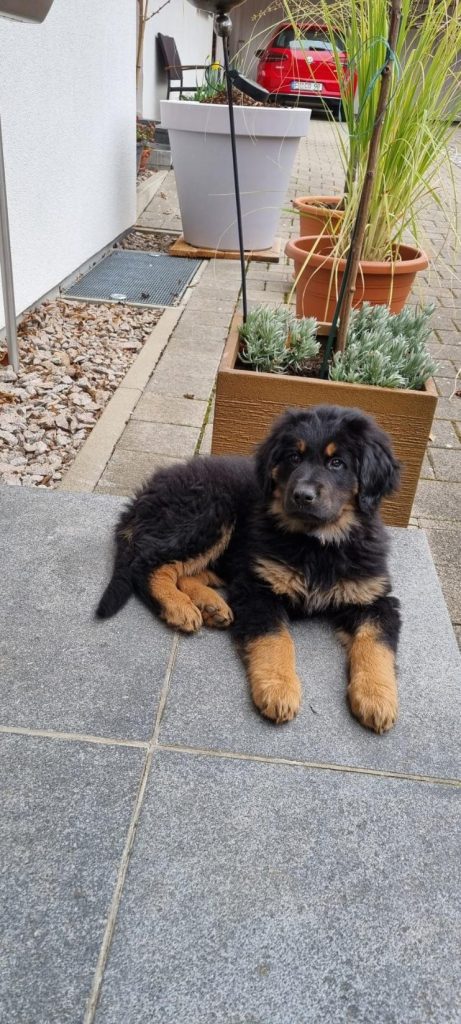 Hovawarthund auf Terrasse