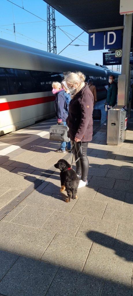 Frau mit Hovawarthund