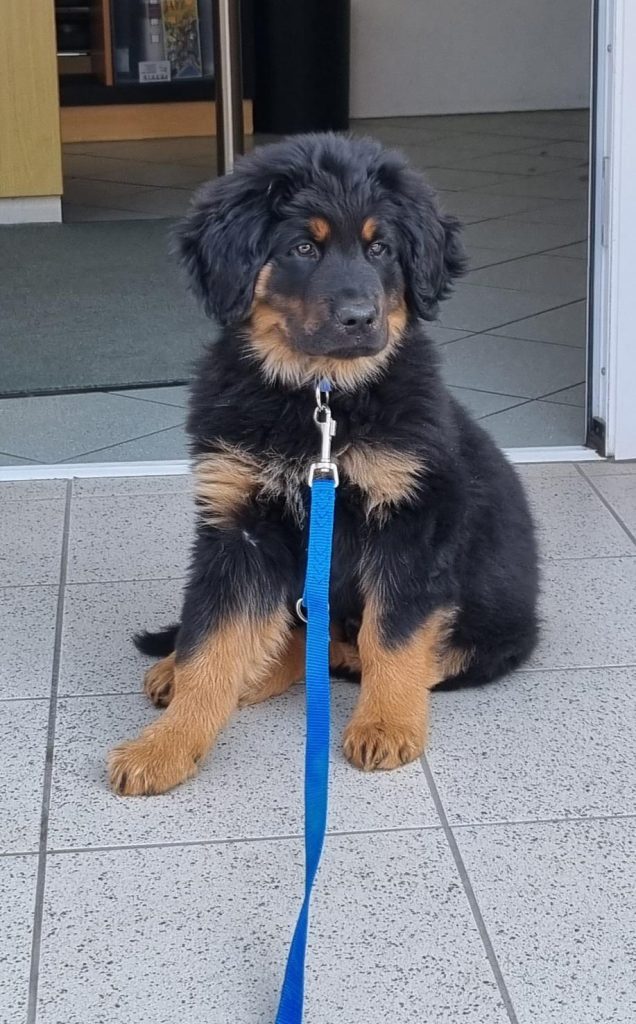 Hovawarthund auf Terrasse