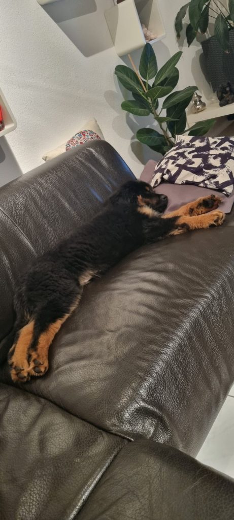 Hovawarthund auf Sofa
