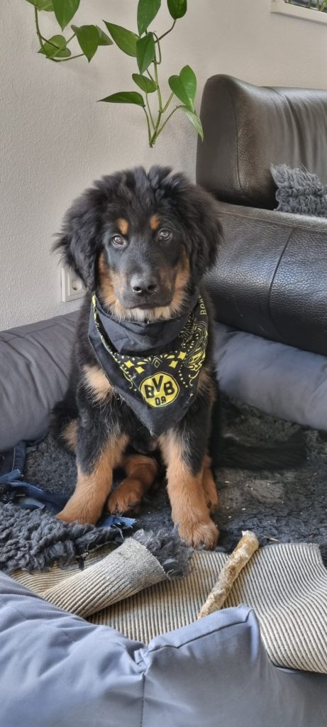 Hovawarthund auf Sofa
