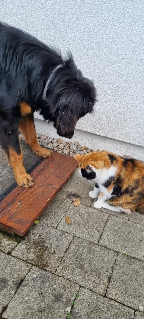 Hovawarthund und Katze