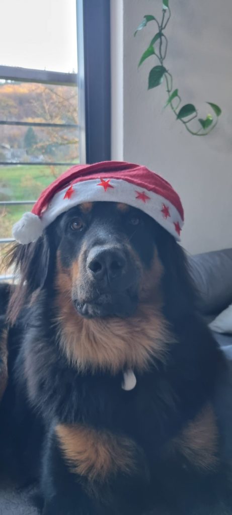 Hovawarthund mit Weihnachtsmütze