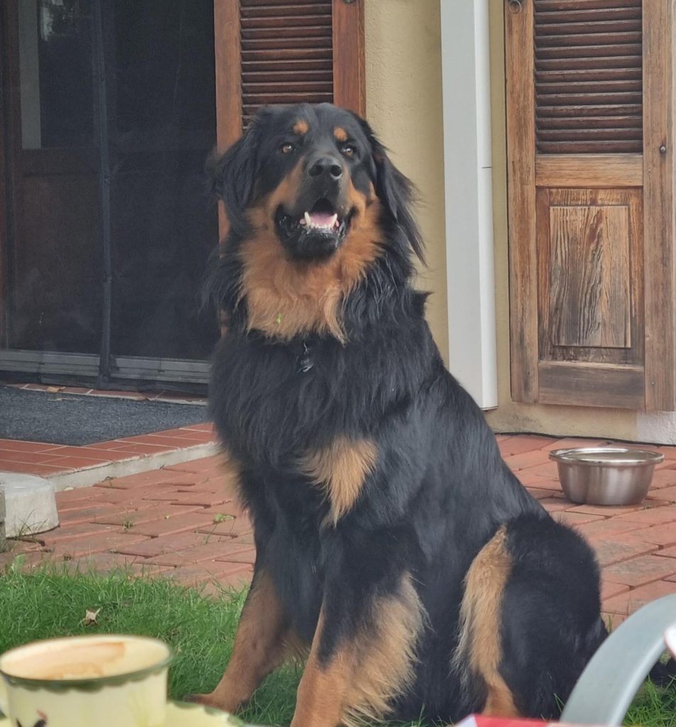 Hovawarthund auf Terrasse