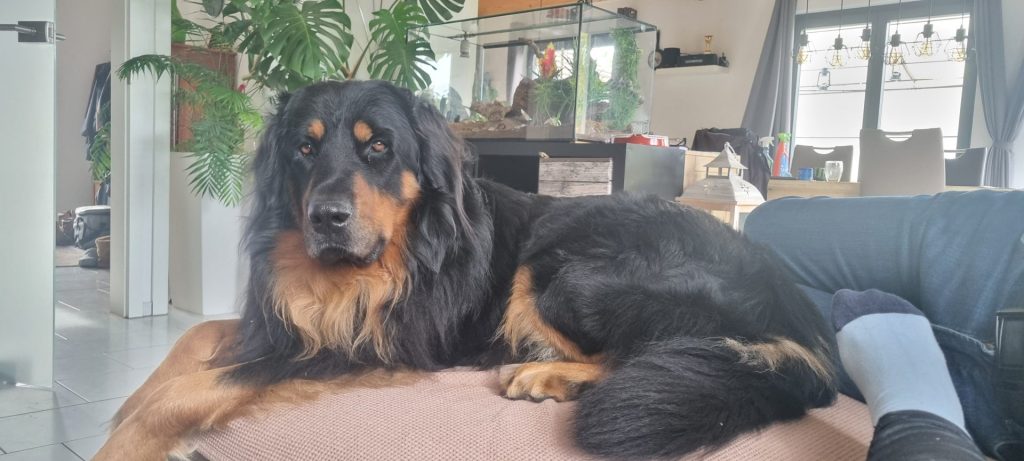 Knox vom Bohrertal