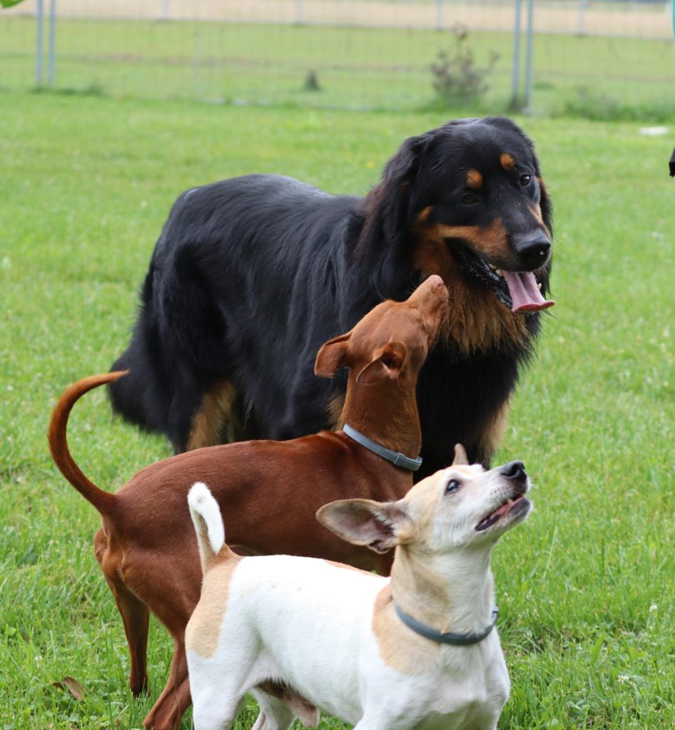 Hovawarthund mit anderen Hunden