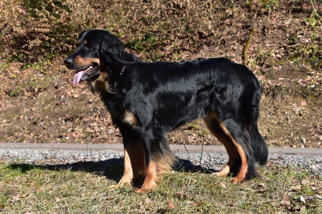 Knox vom Bohrertal